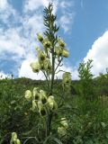 Aconitum anthoroideum