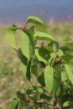 Syringa vulgaris. Верхушки побегов молодого растения. Новгородская обл., геологический памятник \"Ильменский глинт\", окр. дер. Ретлё, побережье оз. Ильмень, суходольный луг на бровке известнякового обрыва. 25.07.2023.