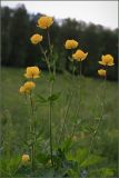 Trollius europaeus. Цветущие растения. Тульская обл., окр. дер. Ивановка, сухой луг в долине р. Дубна. 30.05.2008.