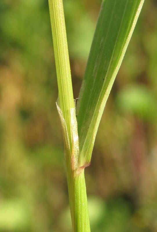 Изображение особи род Agrostis.