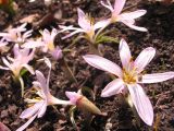 Colchicum munzurense