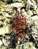 Myriophyllum sibiricum