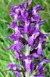 Dactylorhiza majalis