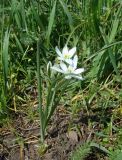 Ornithogalum navaschinii. Цветущее растение. Краснодарский край, Кущёвский р-н, станица Шкуринская, пустыри. 19.04.2009.