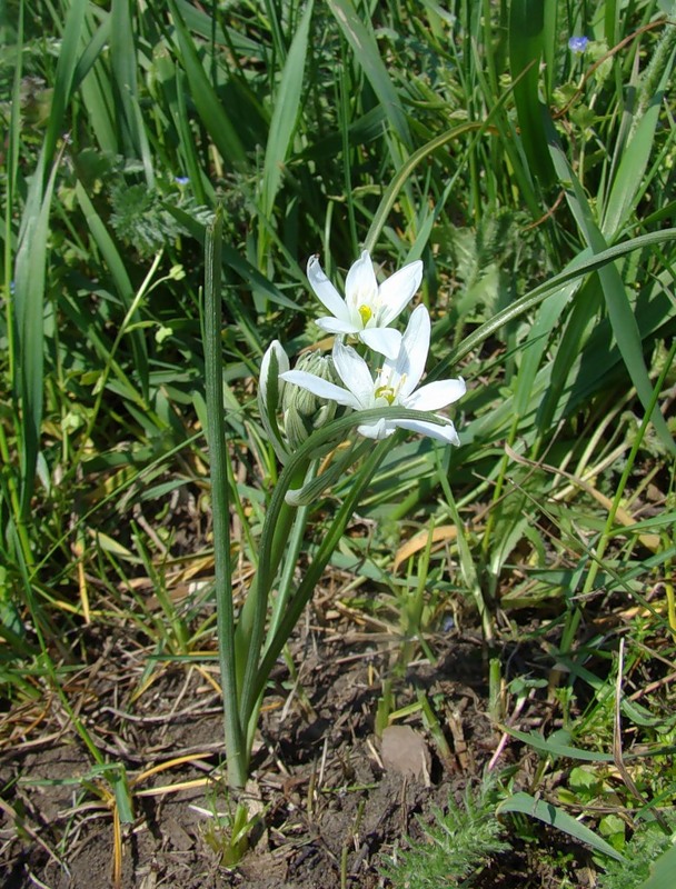 Изображение особи Ornithogalum navaschinii.