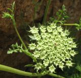 Daucus carota подвид hispanicus. Соцветие. Испания, Каталония, Жирона, Тосса-де-Мар, у крепости Вила-Велья. 24.06.2012.