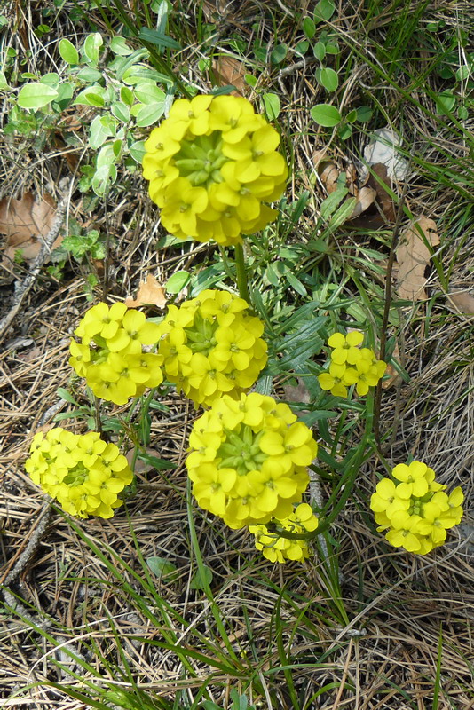 Image of Erysimum cuspidatum specimen.