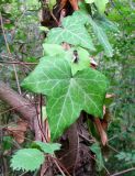 Hedera helix