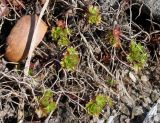 Geranium dalmaticum