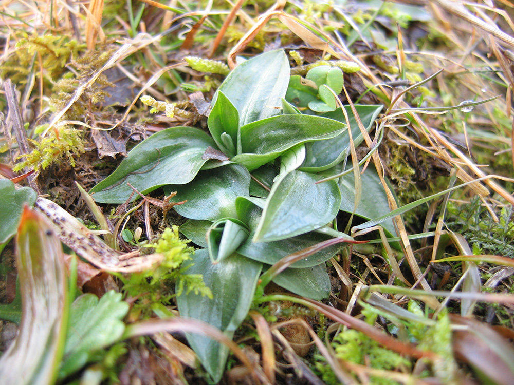 Изображение особи Spiranthes spiralis.