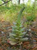 Orostachys malacophylla