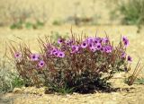 Erodium crassifolium. Цветущее и плодоносящее растение в щебенистой пустыне. Израиль, южный Негев, равнина Мишор а-Сээим. 22.03.2014.