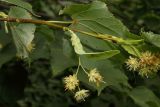 Tilia cordata