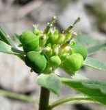 Euphorbia davidii