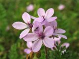 Erodium cicutarium. Цветки с сидящей мухой. Нидерланды, провинция Zuid-Holland, остров Goeree-Overflakkee, окр. населённого пункта Ouddorp, закреплённые приморские дюны. 16 августа 2008 г.