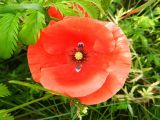 Papaver rhoeas