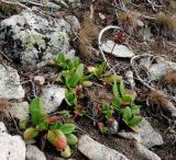 Bergenia crassifolia