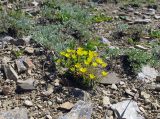 Saxifraga serpyllifolia. Цветущее растение в щебнистой тундре. Камчатский край, Алеутский р-н, о-в Беринга, 1,5 км к юго-западу от устья р. Буян. 29.07.2015.