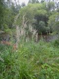 Calamagrostis arundinacea