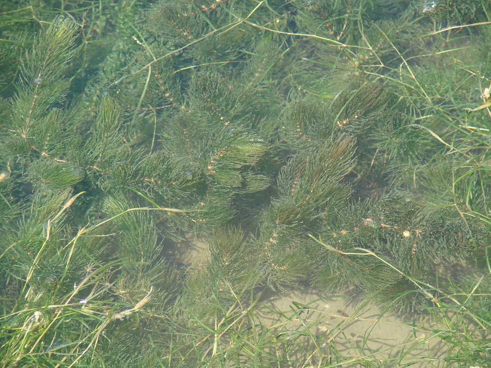 Изображение особи Ceratophyllum demersum.