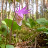 Calypso bulbosa. Верхушка цветущего растения. Свердловская обл., окр. г. Североуральск, таёжный лес. 21.05.2007.