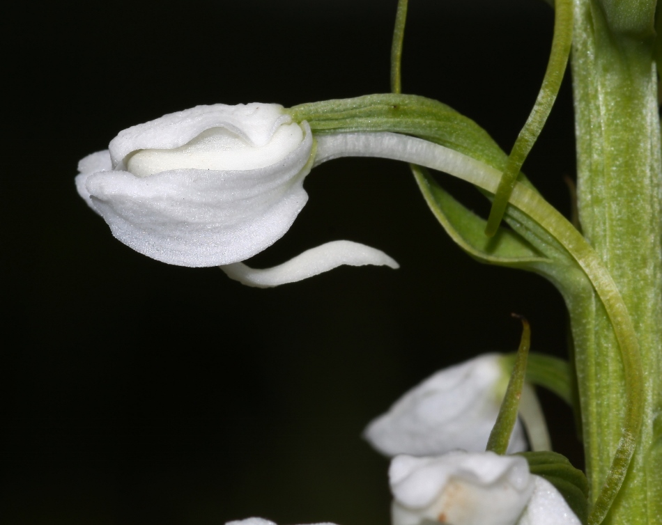 Изображение особи Tulotis hologlottis.