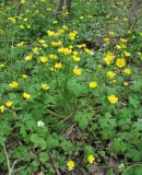 Ranunculus constantinopolitanus