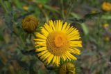 Inula britannica