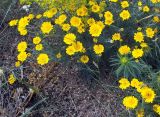 Anthemis tinctoria