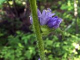 Campanula cervicaria