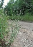 Centaurea подвид substituta