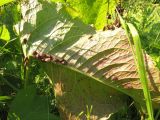 Rumex confertus. Лист с кормящимися щитниками (Graphosoma lineatum). Тамбовская обл., Петровский р-н, дер. Новая Васильевка, разнотравный луг на залежи. 11.06.2016.