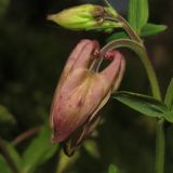 Aquilegia vulgaris