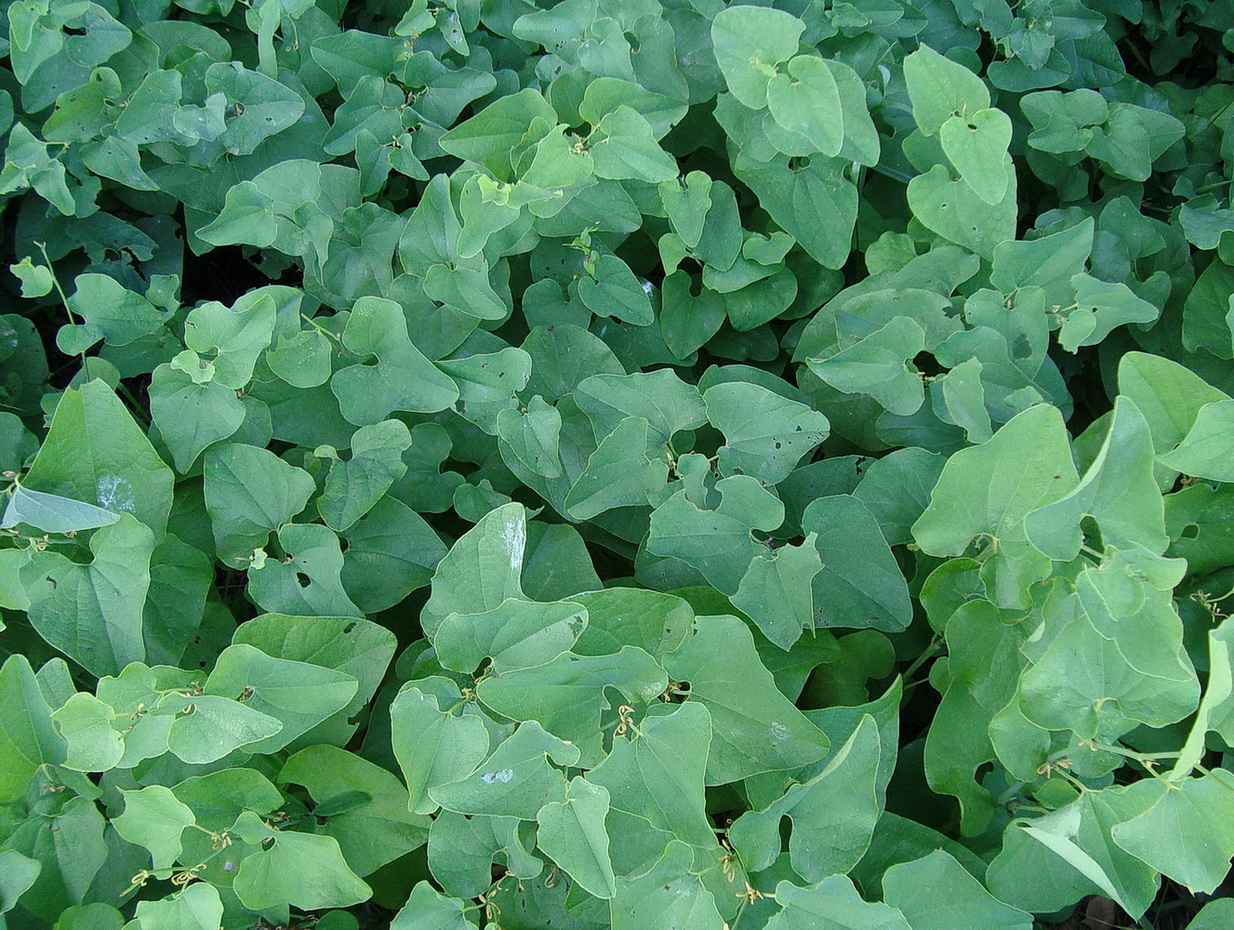 Image of Aristolochia clematitis specimen.