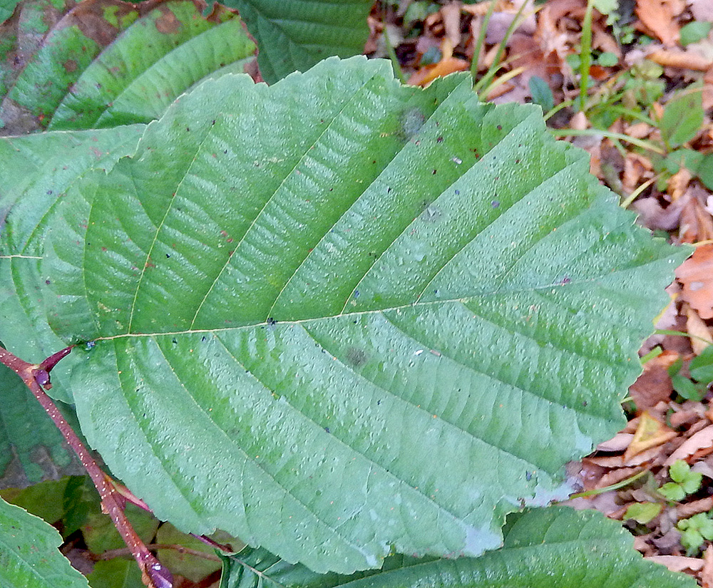 Изображение особи Alnus glutinosa.