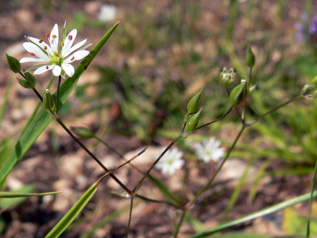 Image of Stellaria graminea specimen.