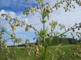 Thalictrum appendiculatum