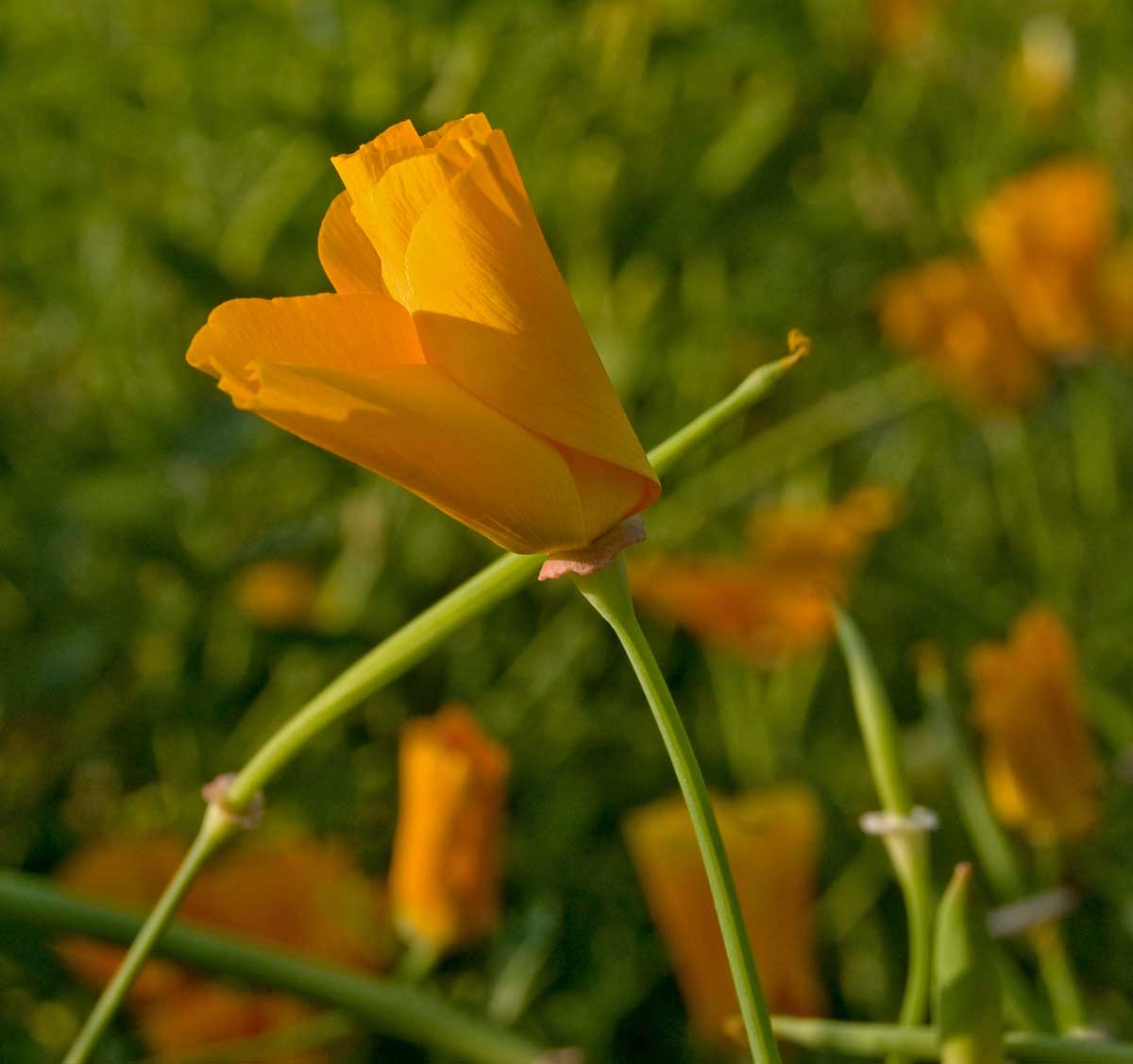 Изображение особи Eschscholzia californica.