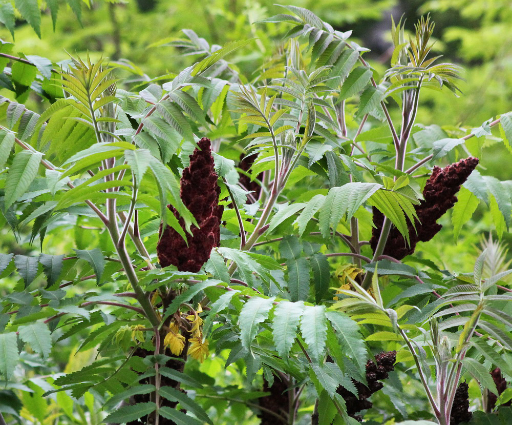 Изображение особи Rhus typhina.