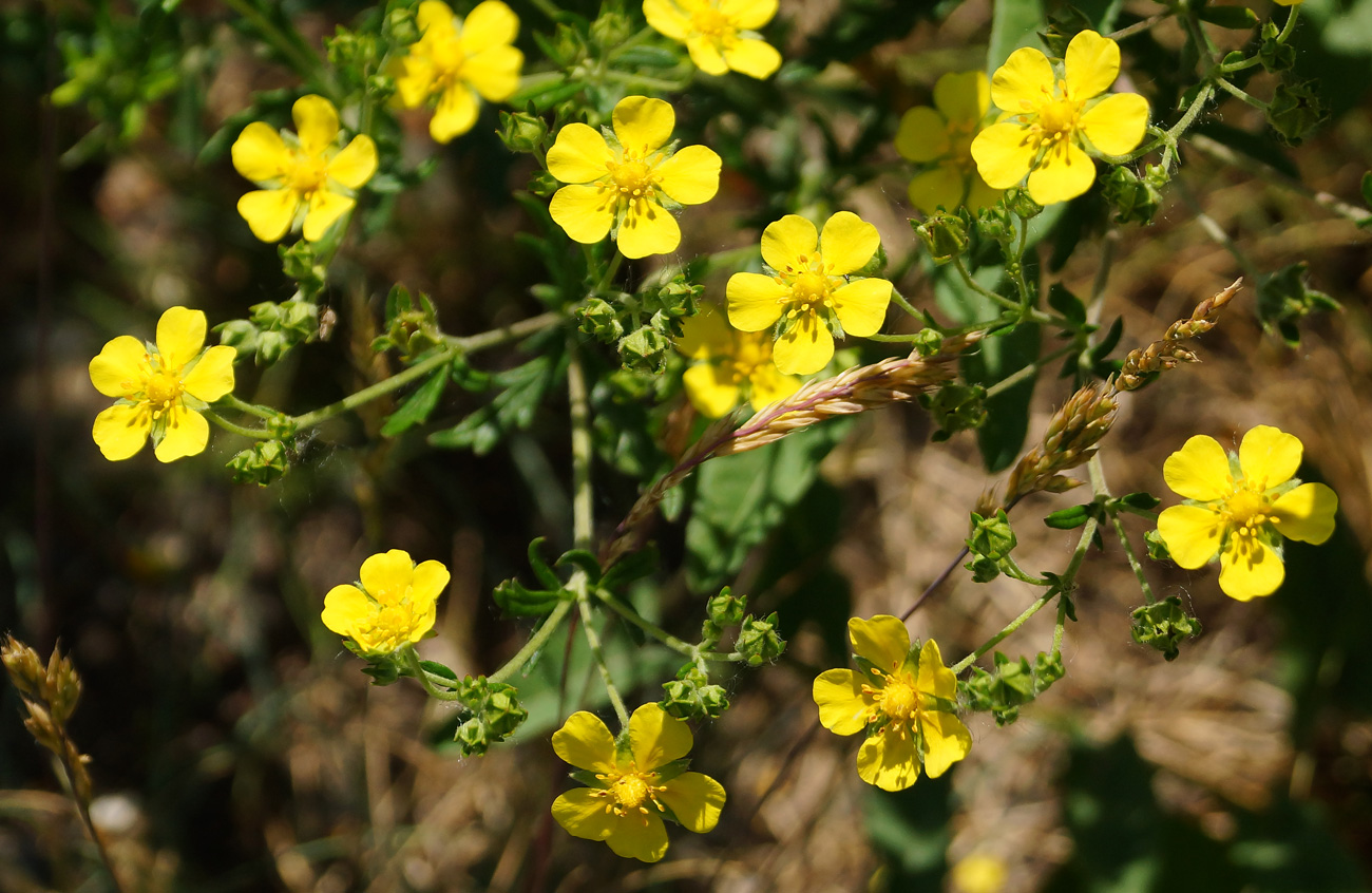 Изображение особи Potentilla canescens.