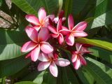 Plumeria rubra. Соцветие ('Tomlinson pink'). Австралия, г. Брисбен, ботанический сад. 27.12.2017.