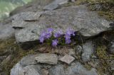 Primula amoena. Цветущее растение. Кабардино-Балкария, Главный Кавказский хр., гора Чегет, ≈ 3000 м н.у.м. 08.07.2009.