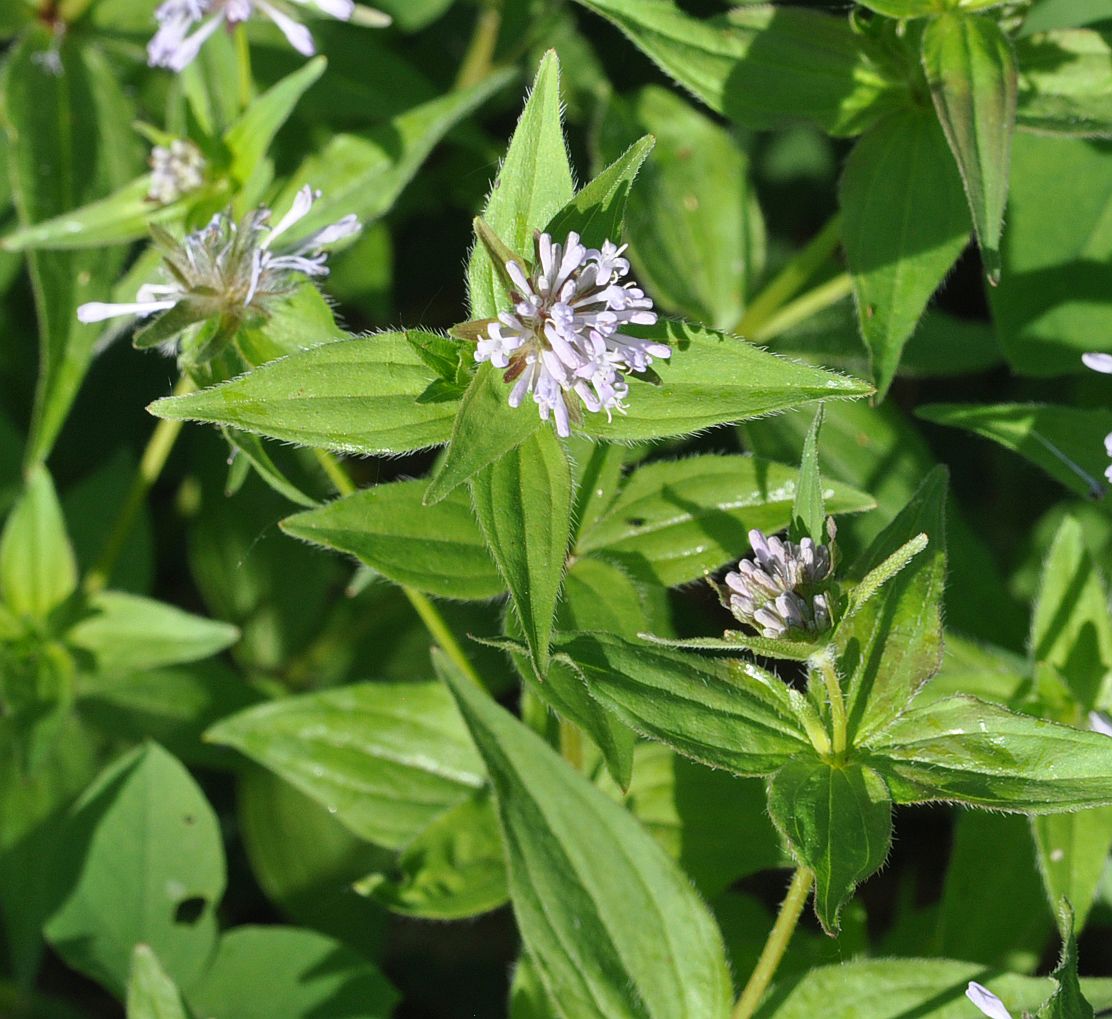 Image of Asperula caucasica specimen.