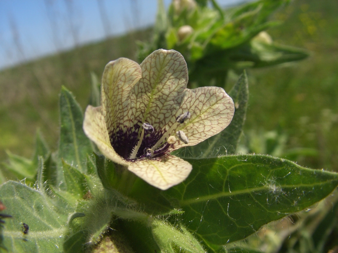 Изображение особи Hyoscyamus niger.