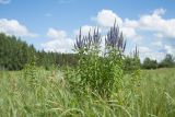 Veronica longifolia