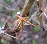 Berberis vulgaris