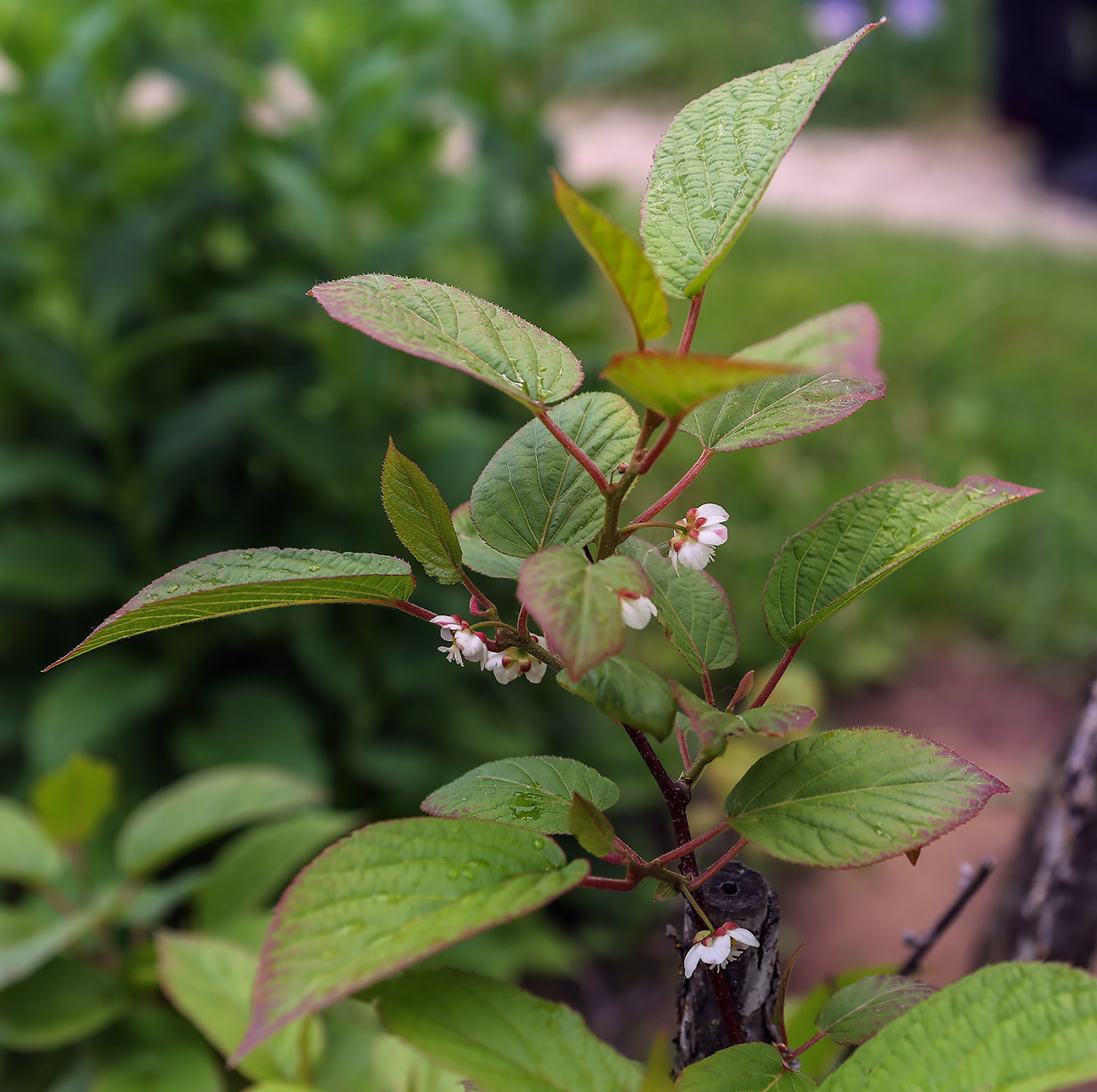 Изображение особи Actinidia kolomikta.