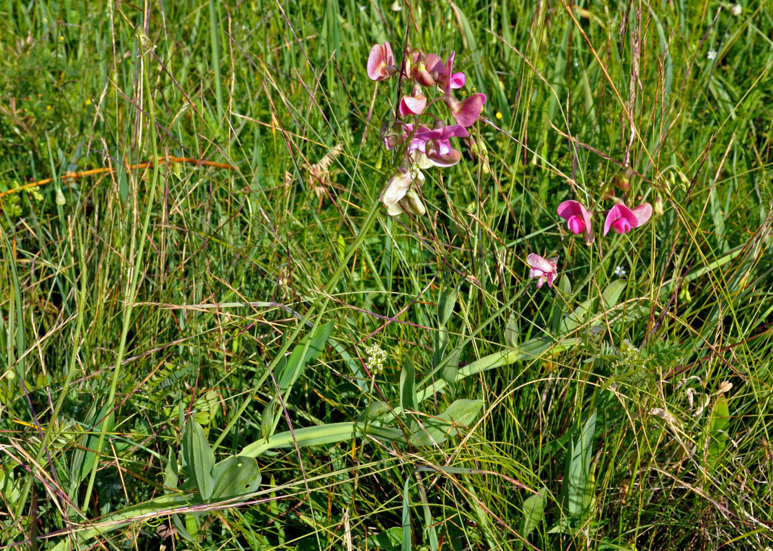 Изображение особи Lathyrus latifolius.