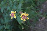 Lantana camara