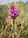 Anacamptis pyramidalis. Соцветие. Нидерланды, провинция Северная Голландия, Wijk aan Zee, заказник \"Noordhollands duinreservaat\", зарастающая приморская дюна. 5 июля 2008 г.